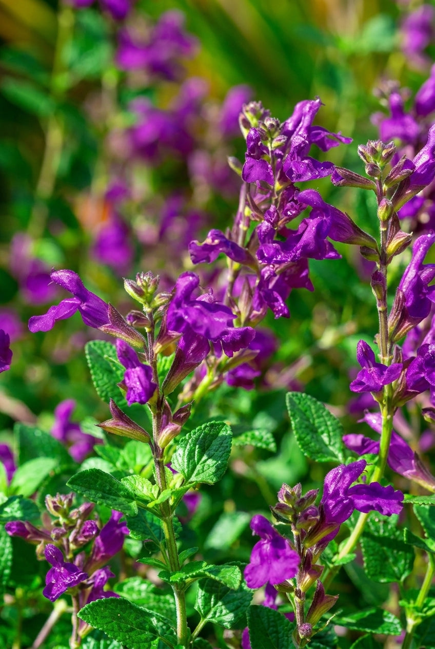 Salvia 'Nachtvlinder' bloem