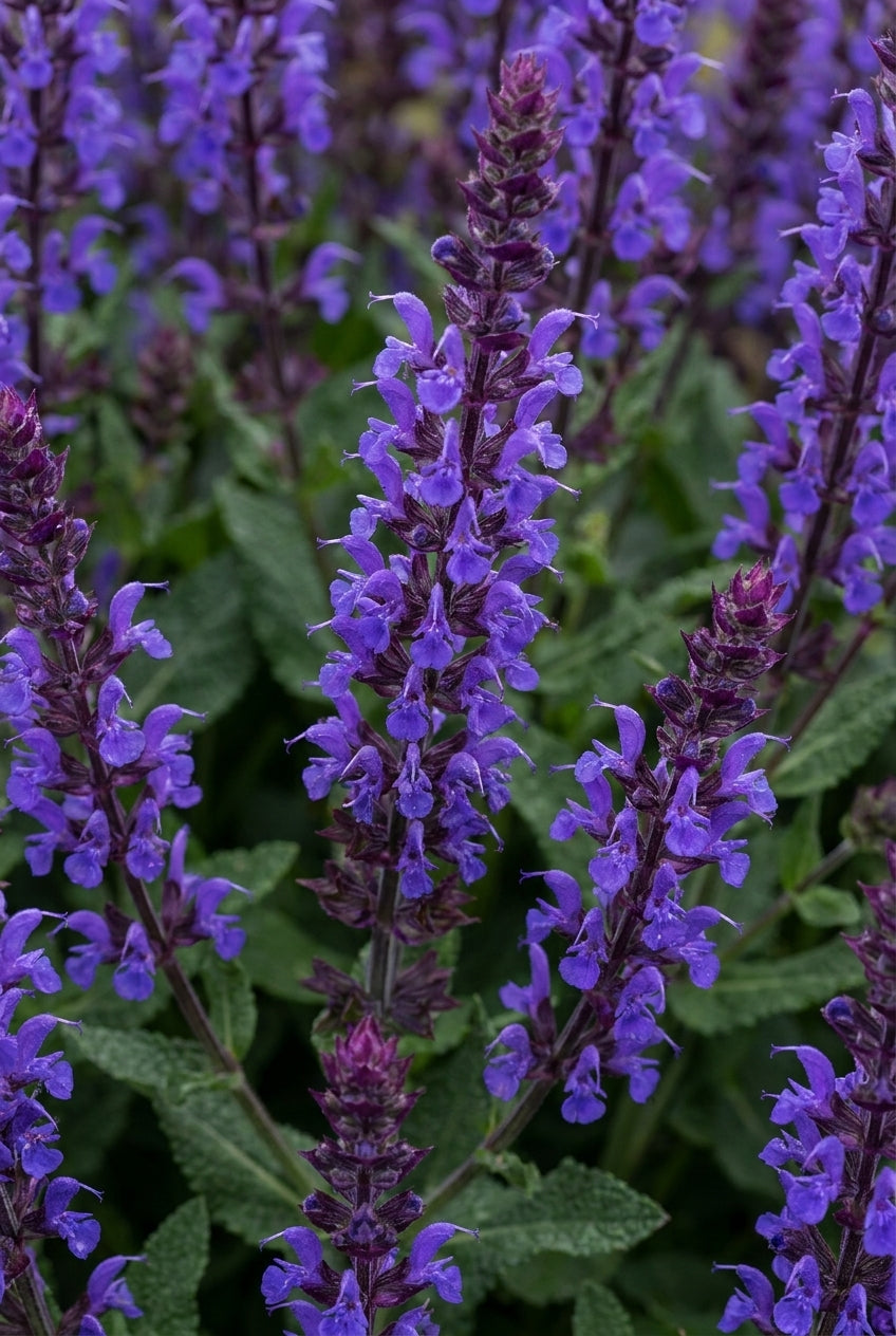 Salvia nemorosa 'Caradonna' bloem