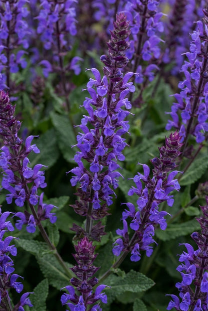Salvia nemorosa 'Caradonna' bloem