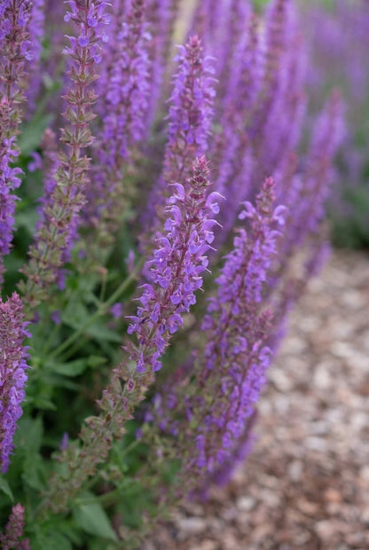 Salvia nemorosa 'Ostfriesland' bloem
