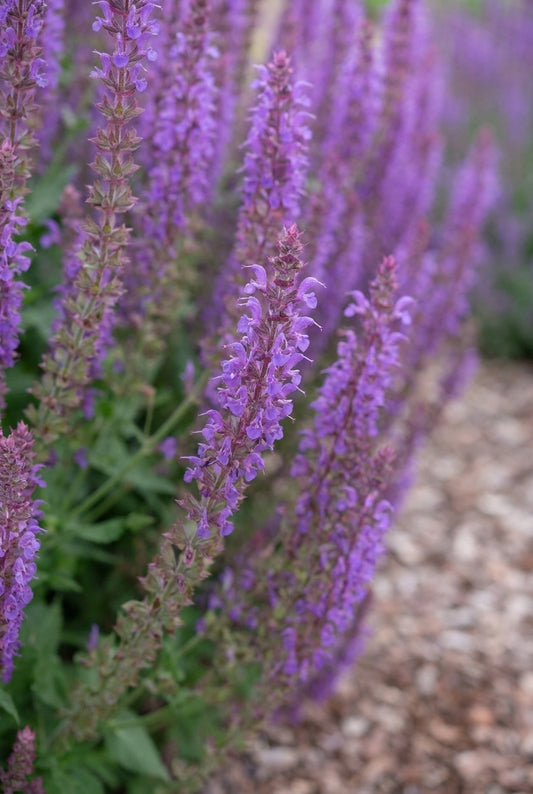 Salvia nemorosa 'Ostfriesland' bloem