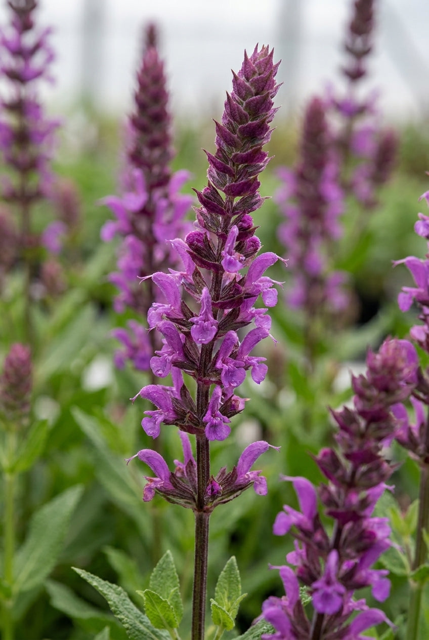 Salvia nemorosa 'Pink Friesland' bloem