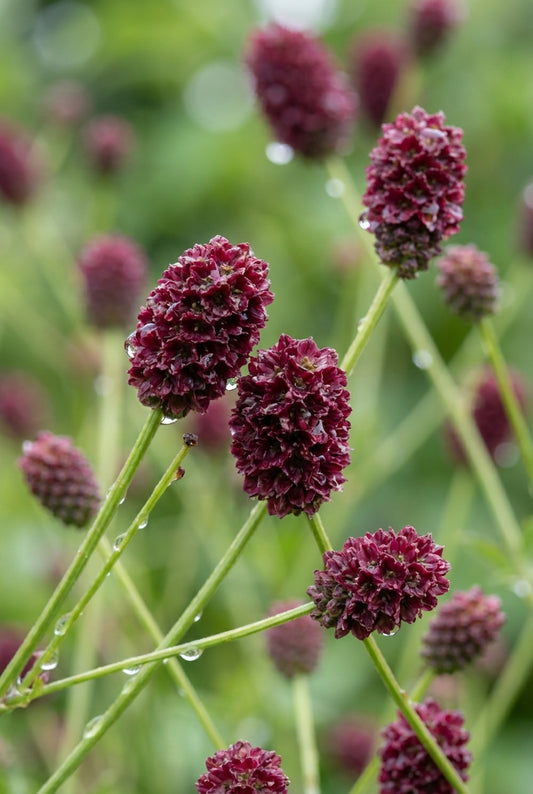 Sanguisorba 'Beetlewings' bloem