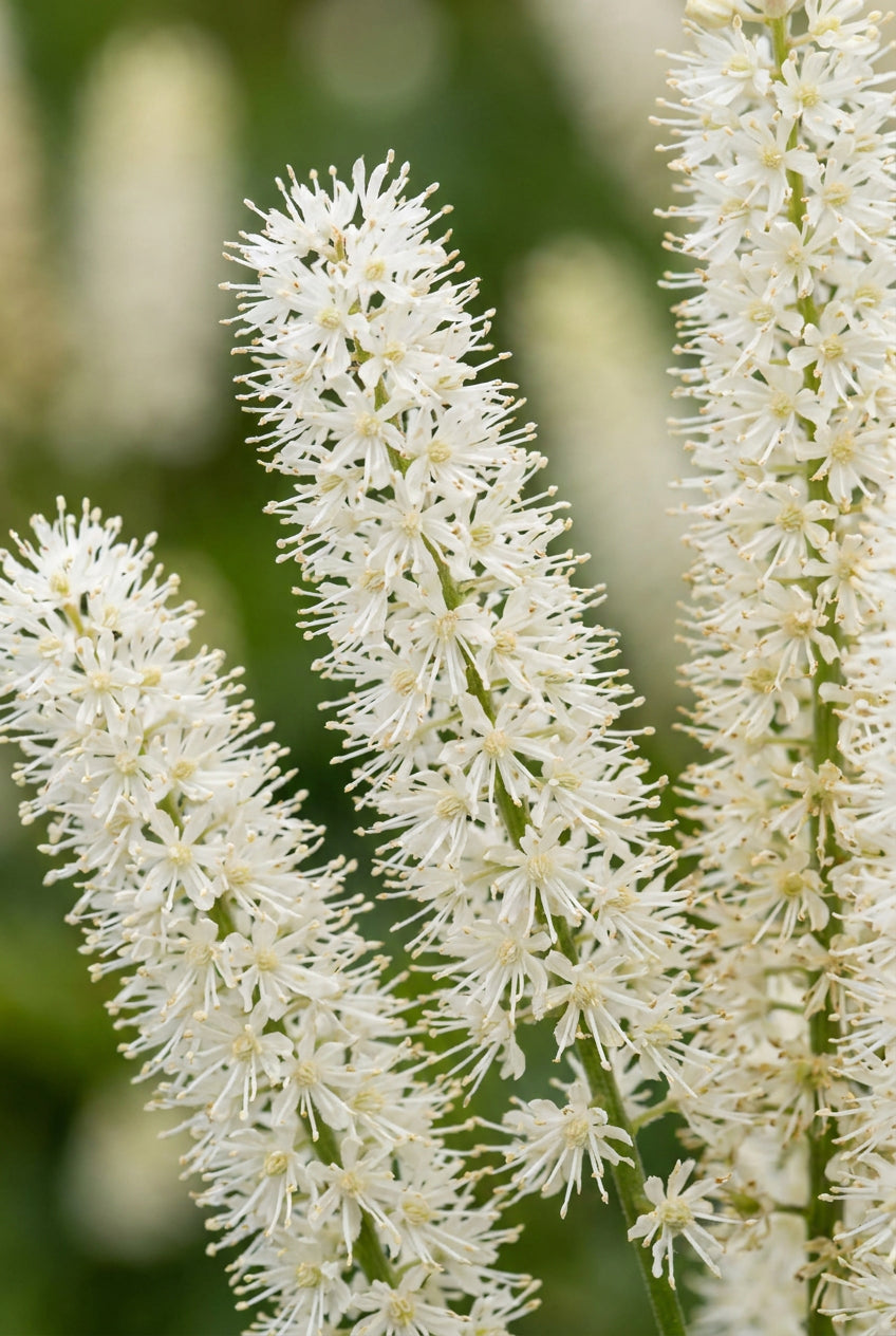 Sanguisorba canadensis bloem
