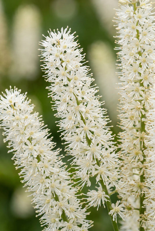 Sanguisorba canadensis bloem