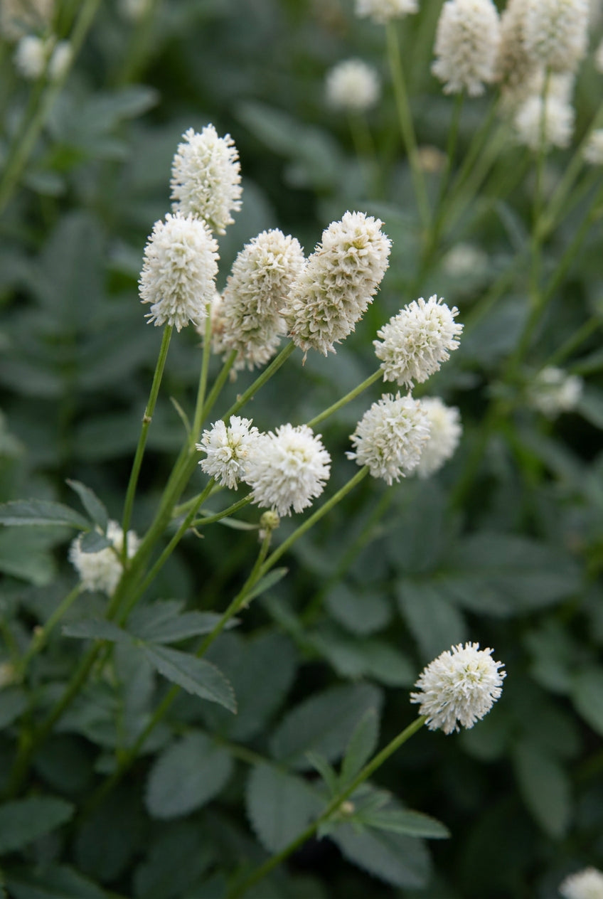 Sanguisorba officinalis 'Jam Session' bloem