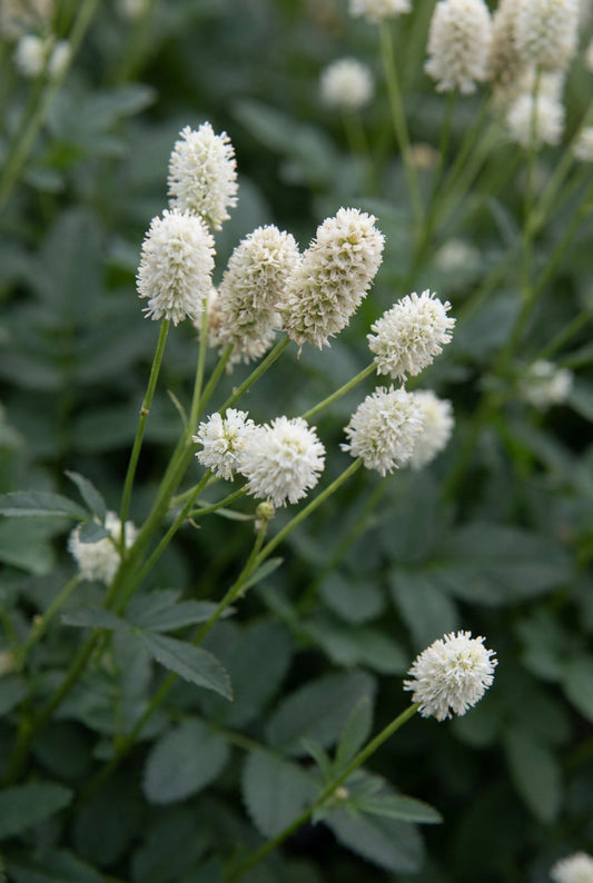 Sanguisorba officinalis 'Jam Session' bloem