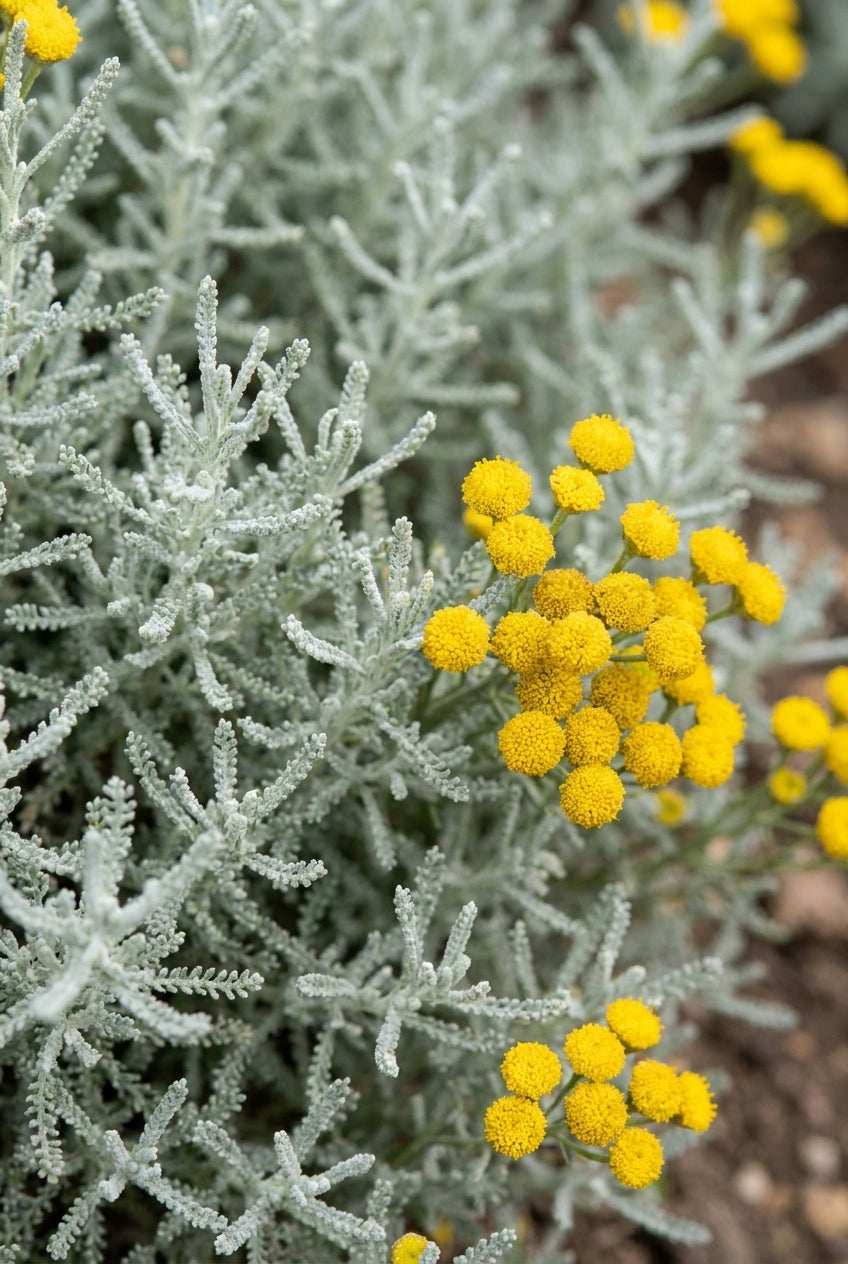 Santolina chamaecyparissus 'Lambrook Silver' bloem