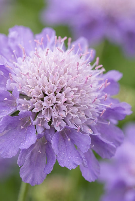 Scabiosa columbaria 'Mariposa Blue' bloem