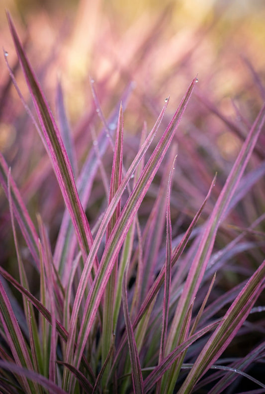Schizachyrium scoparium 'Chameleon' blad