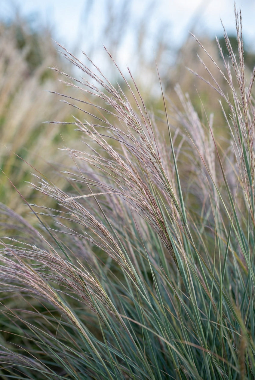Schizachyrium scoparium bladeren