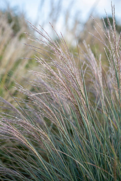 Schizachyrium scoparium bladeren