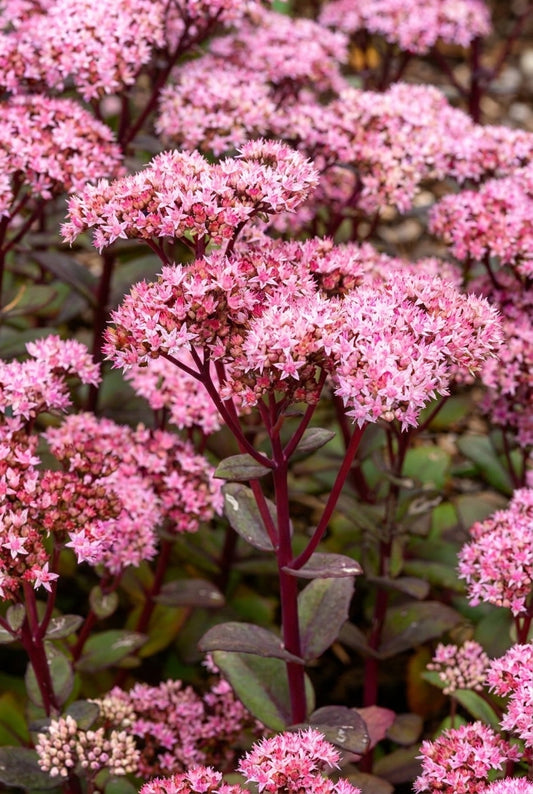 Sedum 'Matrona' bloem