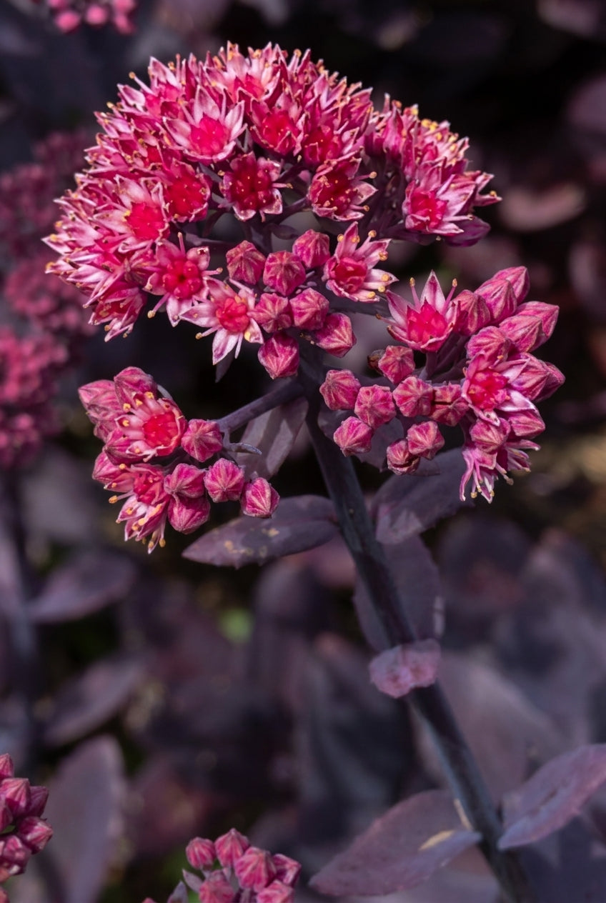Sedum telephium 'Florserodl' bloem