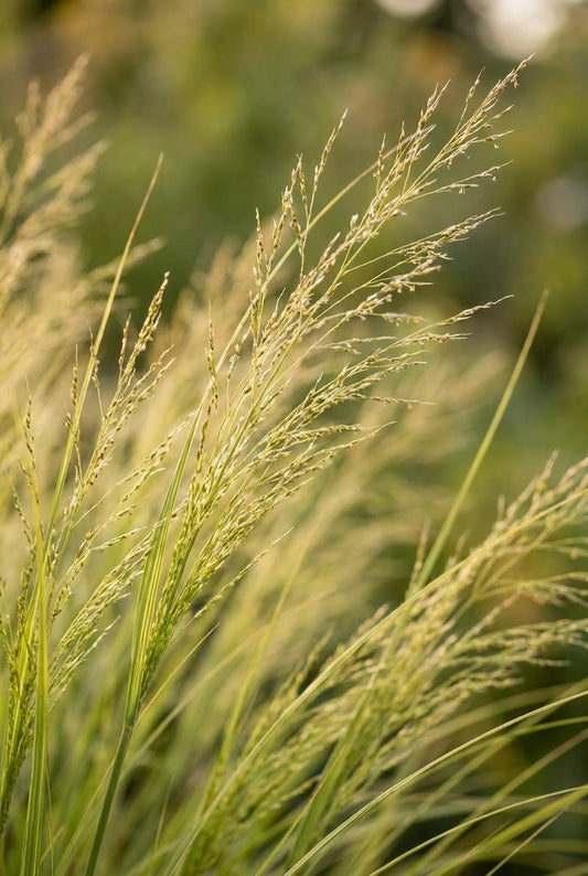 Sesleria autumnalis pluimen