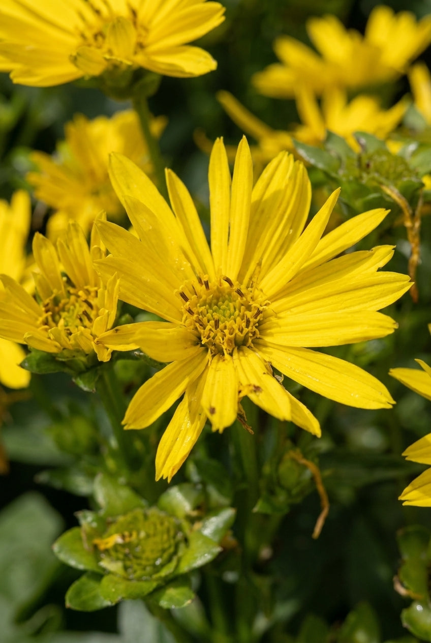 Silphium perfoliatum bloem