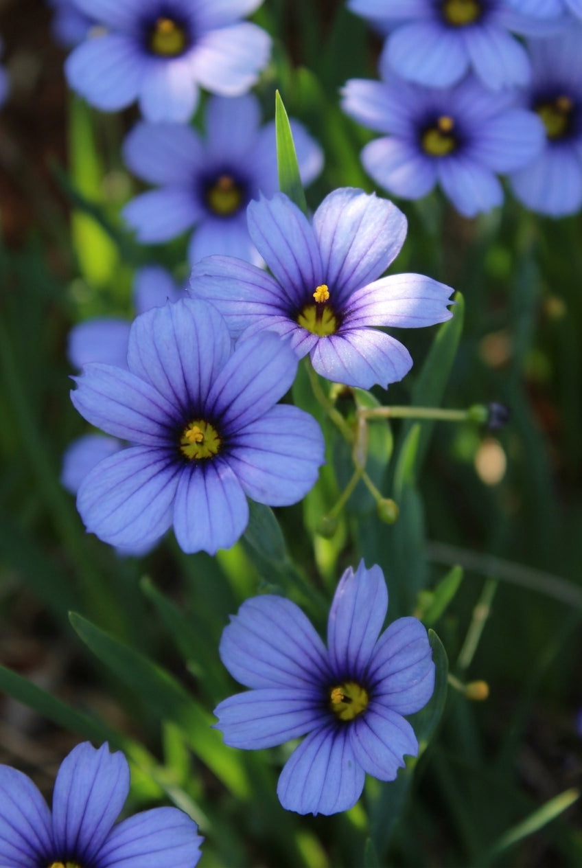 Sisyrinchium 'Devon Skies' bloem