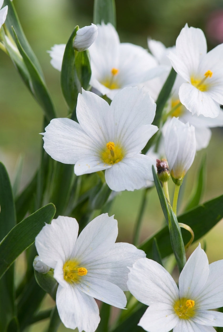 Sisyrinchium 'Iceberg' bloem