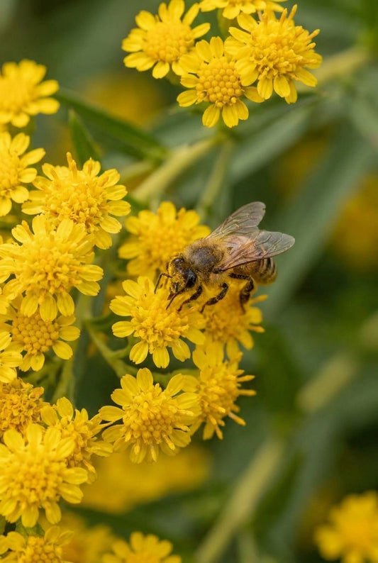 Solidago sempervirens 'Goldene Wellen' bloemen