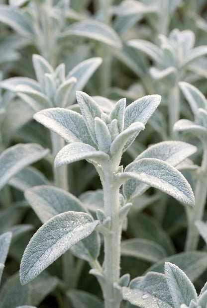Stachys byzantina 'Silver Carpet' blad
