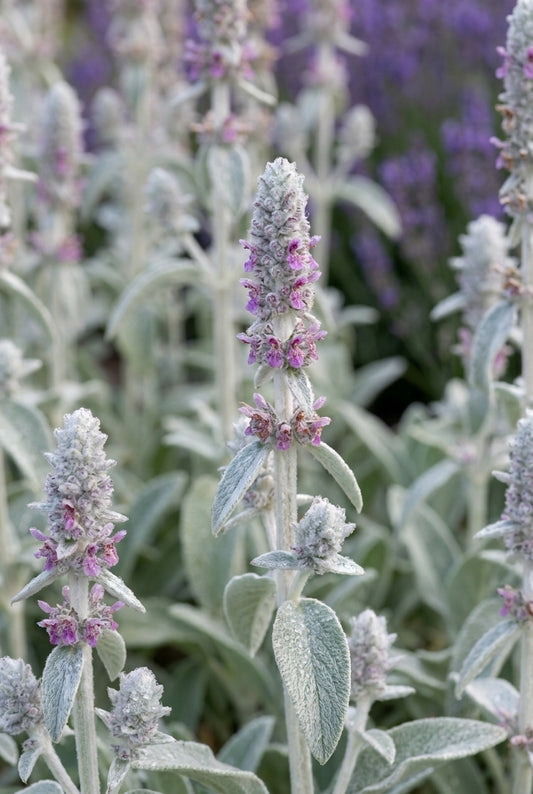 Stachys byzantina bloem