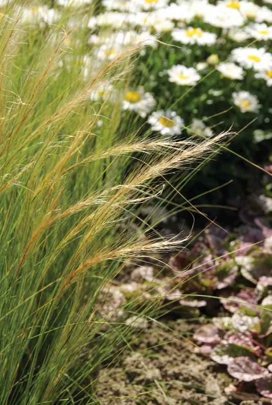 Stipa tenuissima 'Ponytails' pluimen