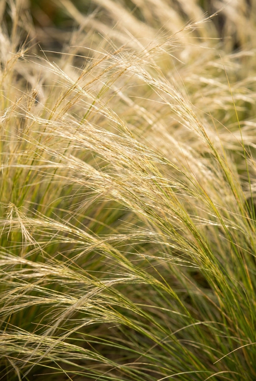 Stipa tenuissima Tuinplanten pluimen
