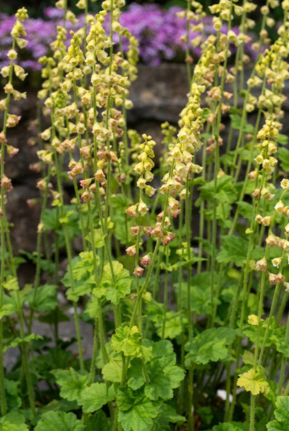 Tellima grandiflora bloesem
