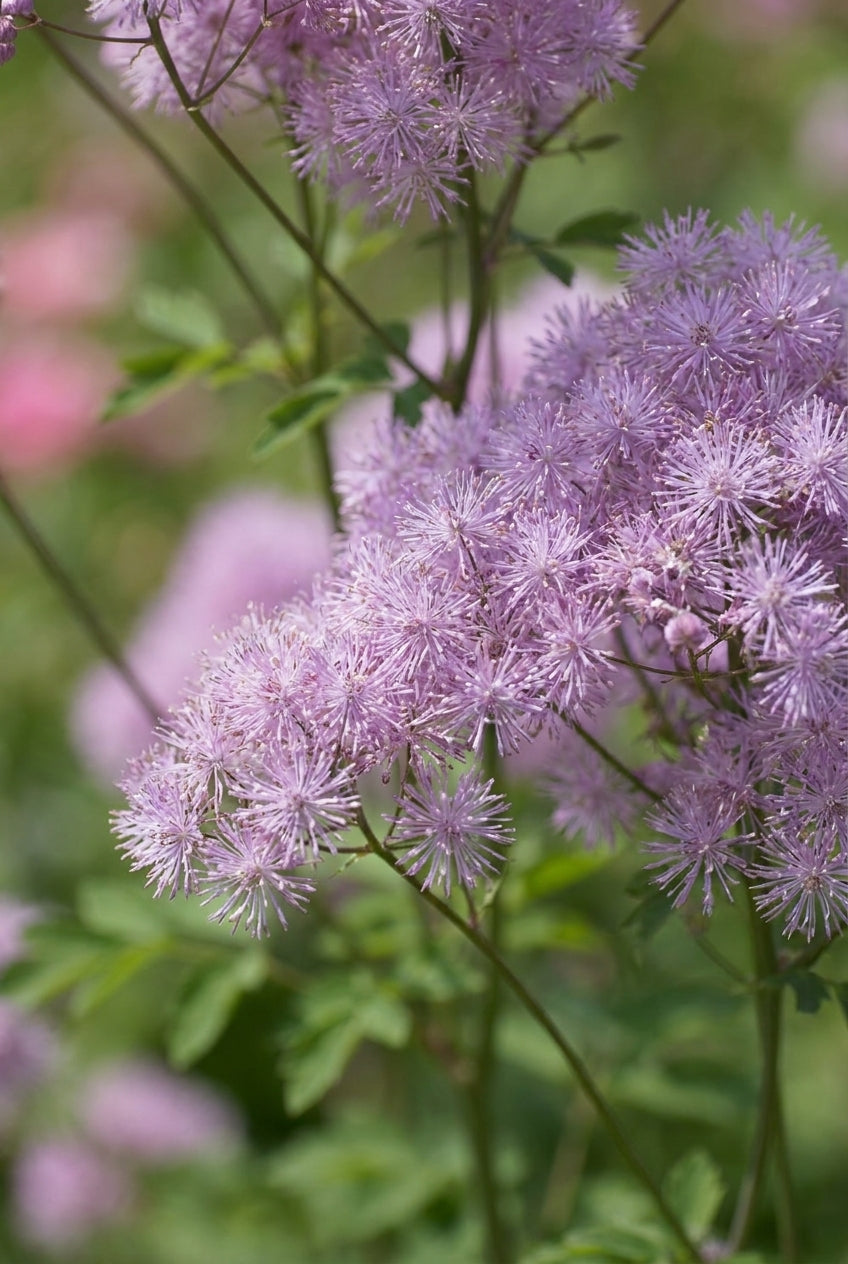Thalictrum aquilegifolium 'My Little Favourite' bloem