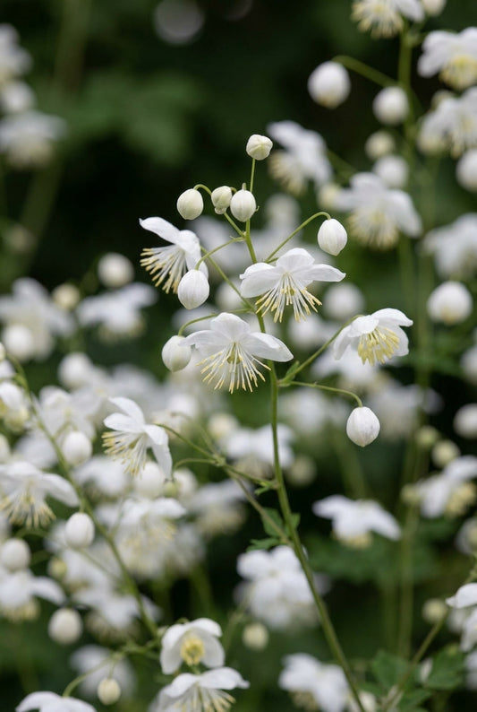 Thalictrum delavayi 'FR21034' bloem