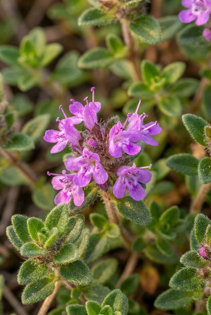 Thymus praecox bloem