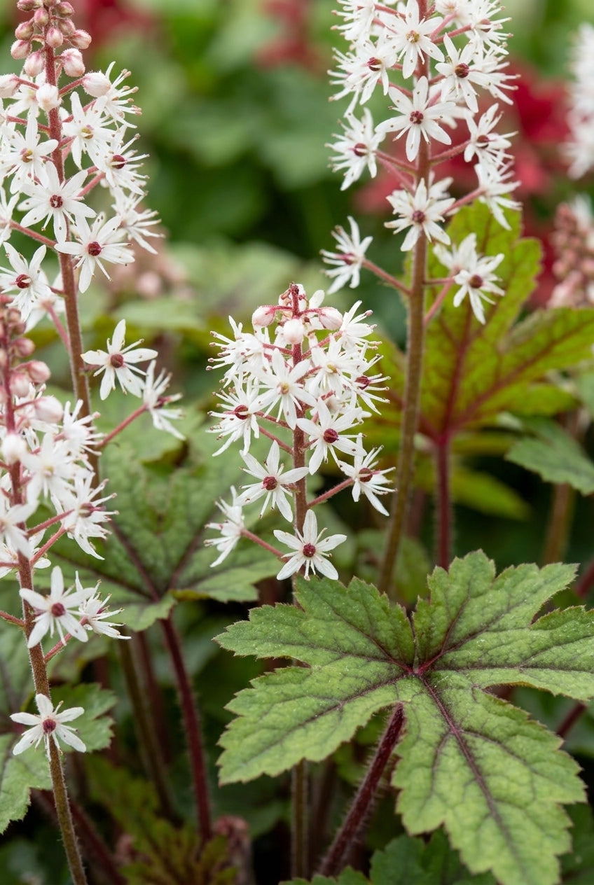 Tiarella 'Appalachian Trail' bloem