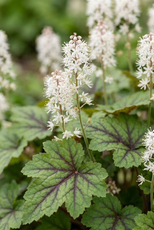 Tiarella cordifolia 'Brandywine' bloem