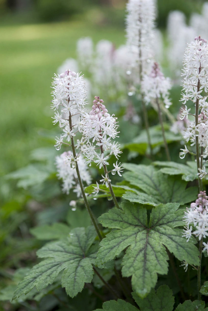 Tiarella cordifolia bloem