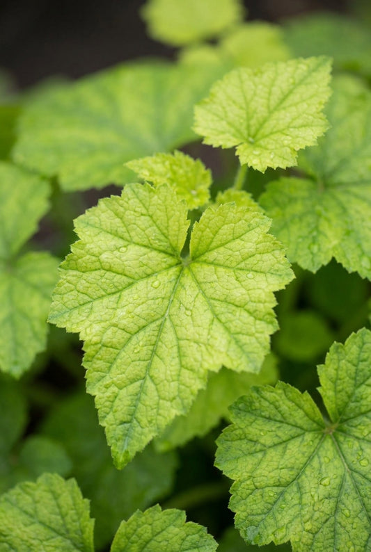 Tolmiea menziesii 'Cool Gold' bladeren