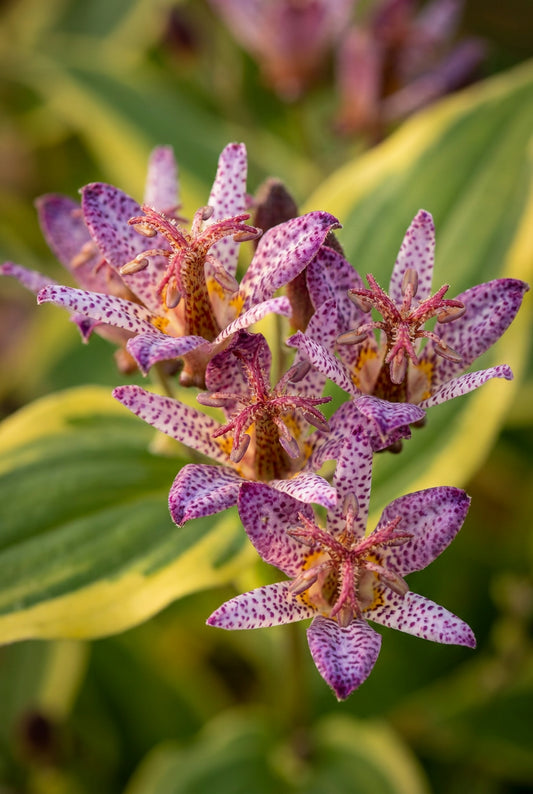 Tricyrtis formosana 'Gilt Edge' bloem