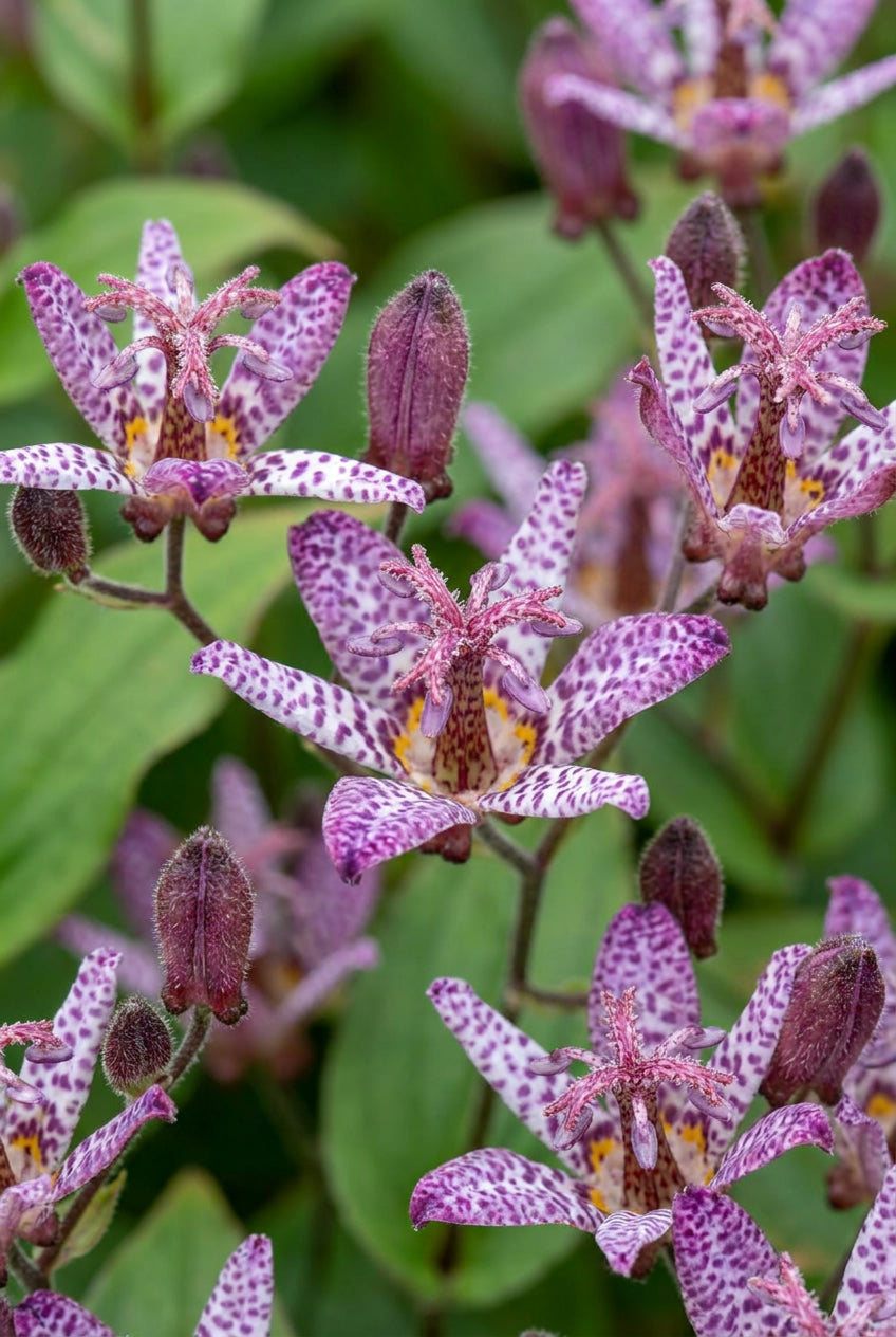Tricyrtis formosana 'Purple Beauty' bloem