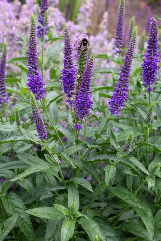 Veronica 'Blue Indigo' bloemen