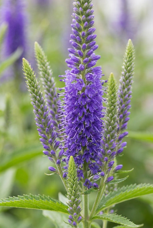Veronica longifolia 'Blauriesin' bloemen