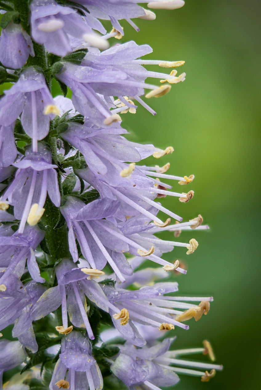 Veronica longifolia 'Zoë' bloem