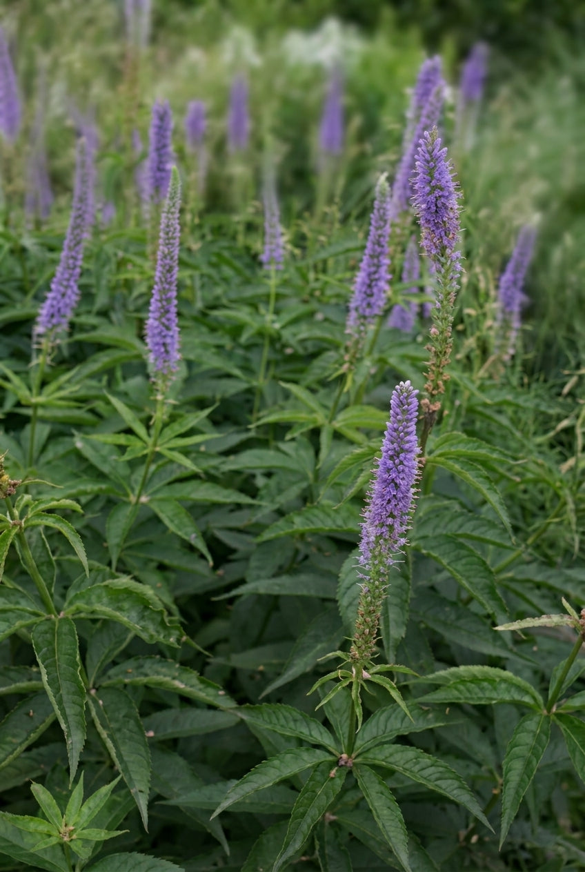 Veronicastrum virginicum 'Apollo' bloem