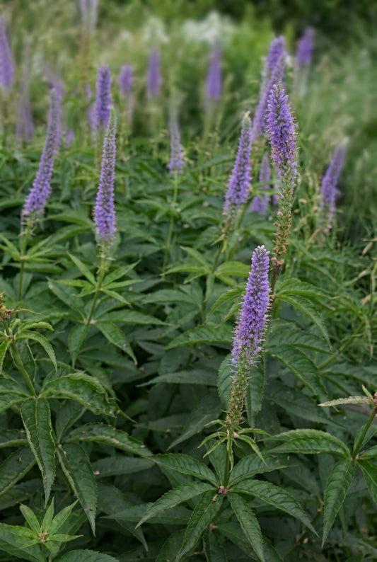 Veronicastrum virginicum 'Apollo' bloem