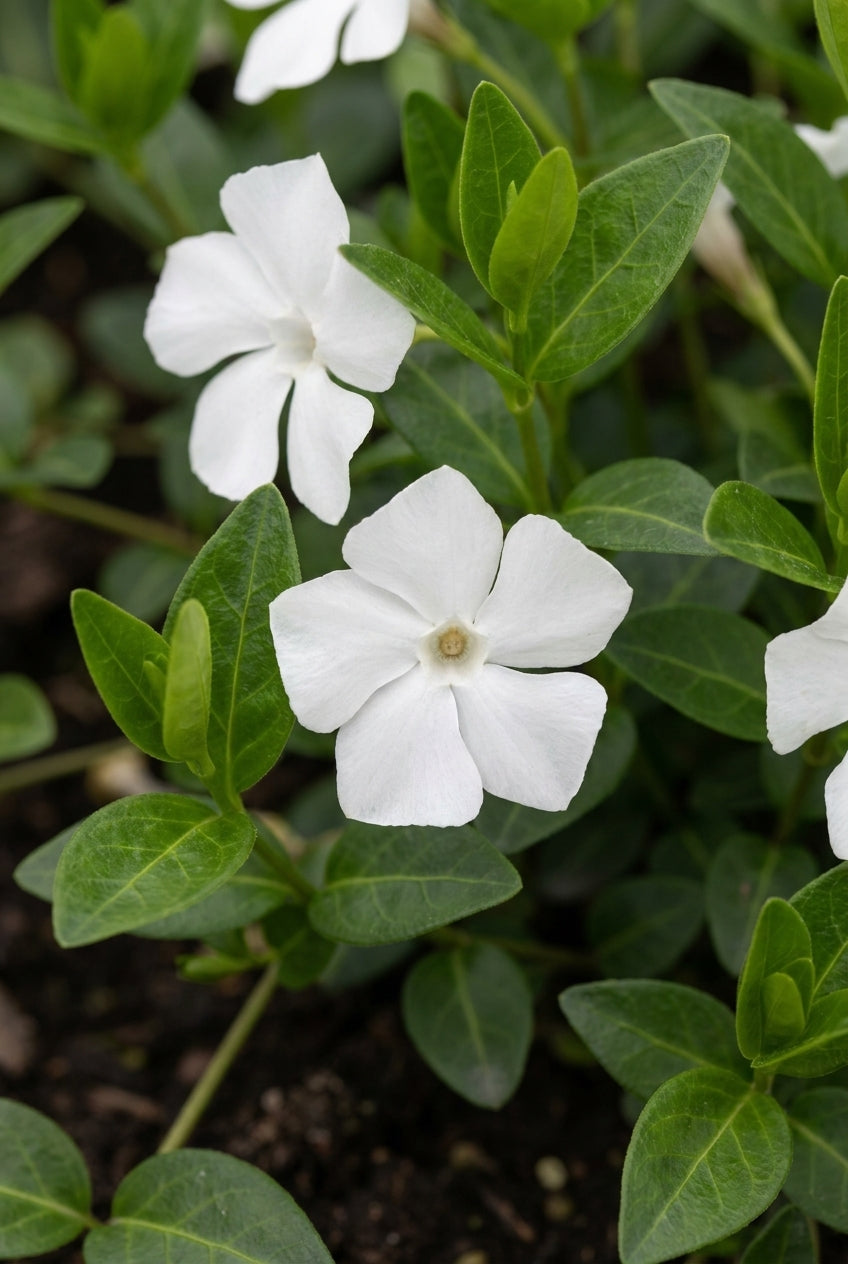 Vinca minor 'Alba' bloem