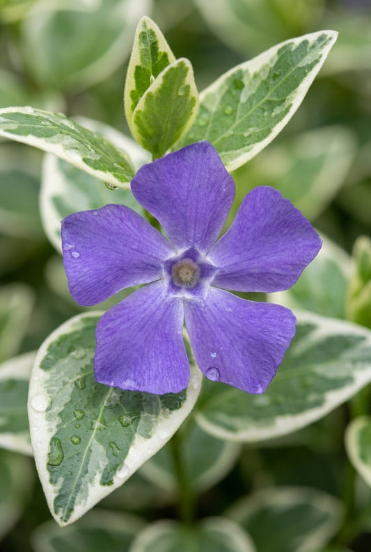 Vinca minor 'Argenteovariegata' bloem