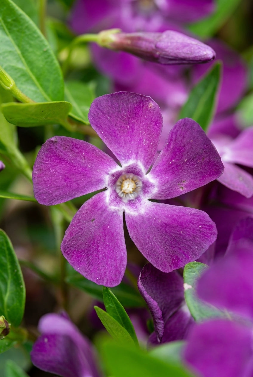 Vinca minor 'Atropurpurea' bloem