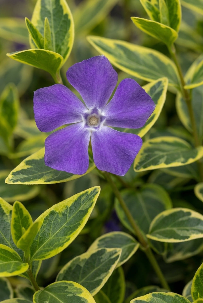 Vinca minor 'Aureovariegata' bloem