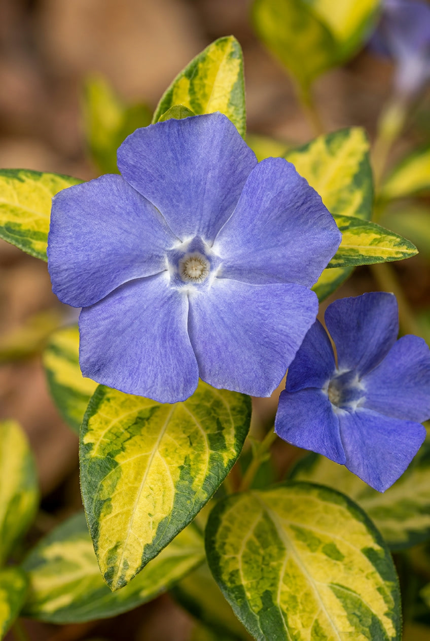 Vinca minor 'Cahill' bloem