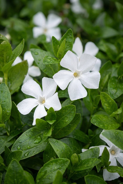 Vinca minor 'Gertrude Jekyll' bloem