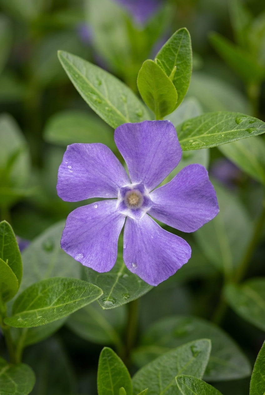 Vinca minor 'La Grave' bloem