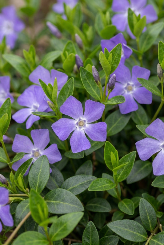 Vinca minor bloem